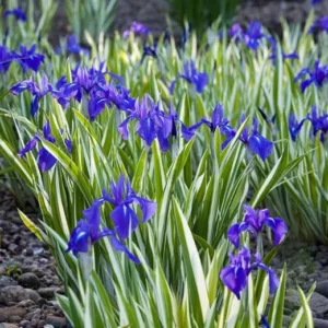 Iris Laevigata Variegata - Giaggiolo acquatico - pianta palustre taglia media con fiore blu violaceo per laghetto