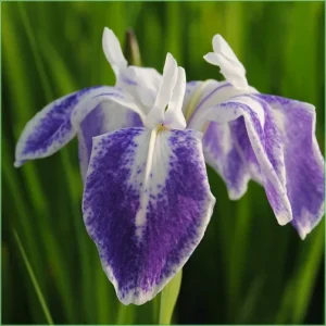 Iris Laevigata Mottled Beauty - Giaggiolo acquatico - pianta palustre taglia media con fiore bianco e viola per laghetto