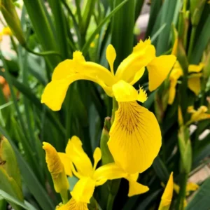 Iris Pseudacorus - Giaggiolo acquatico - pianta palustre taglia grande con fiore giallo per laghetto