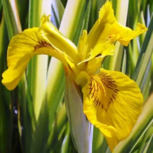 Iris Pseudacorus Variegata - Giaggiolo acquatico - pianta palustre taglia media con fiore giallo per laghetto