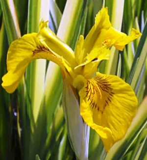 Iris Pseudacorus Variegata - Giaggiolo acquatico - pianta palustre taglia media con fiore giallo per laghetto
