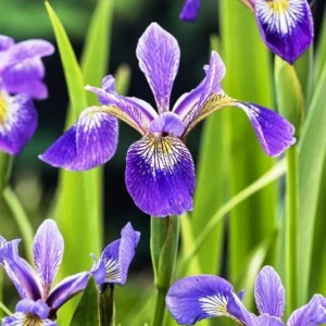Iris Versicolor - Giaggiolo acquatico - pianta palustre taglia media con fiore blu con sfumature gialle e bianche per laghetto