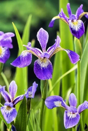 Iris Versicolor - Giaggiolo acquatico - pianta palustre taglia media con fiore blu con sfumature gialle e bianche per laghetto