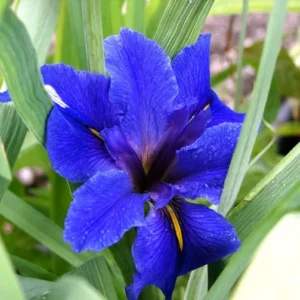 Iris Louisiana Blue - Giaggiolo acquatico - pianta palustre taglia media con fiore blu per laghetto