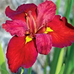 Iris Louisiana Ann Chowning - Giaggiolo acquatico - pianta palustre taglia media con fiore rosso per laghetto