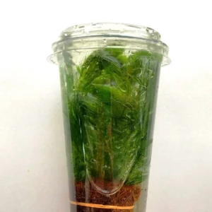 CERATOPHYLLUM DEMERSUM in CUP - pianta rapida depurativa ossigenante per acquario o laghetto