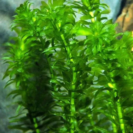 Egeria Densa (Elodea densa), in CUP - pianta rapida depurativa ossigenante per acquario o laghetto