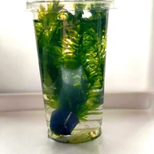Egeria Densa (Elodea densa), in CUP - pianta rapida depurativa ossigenante per acquario o laghetto
