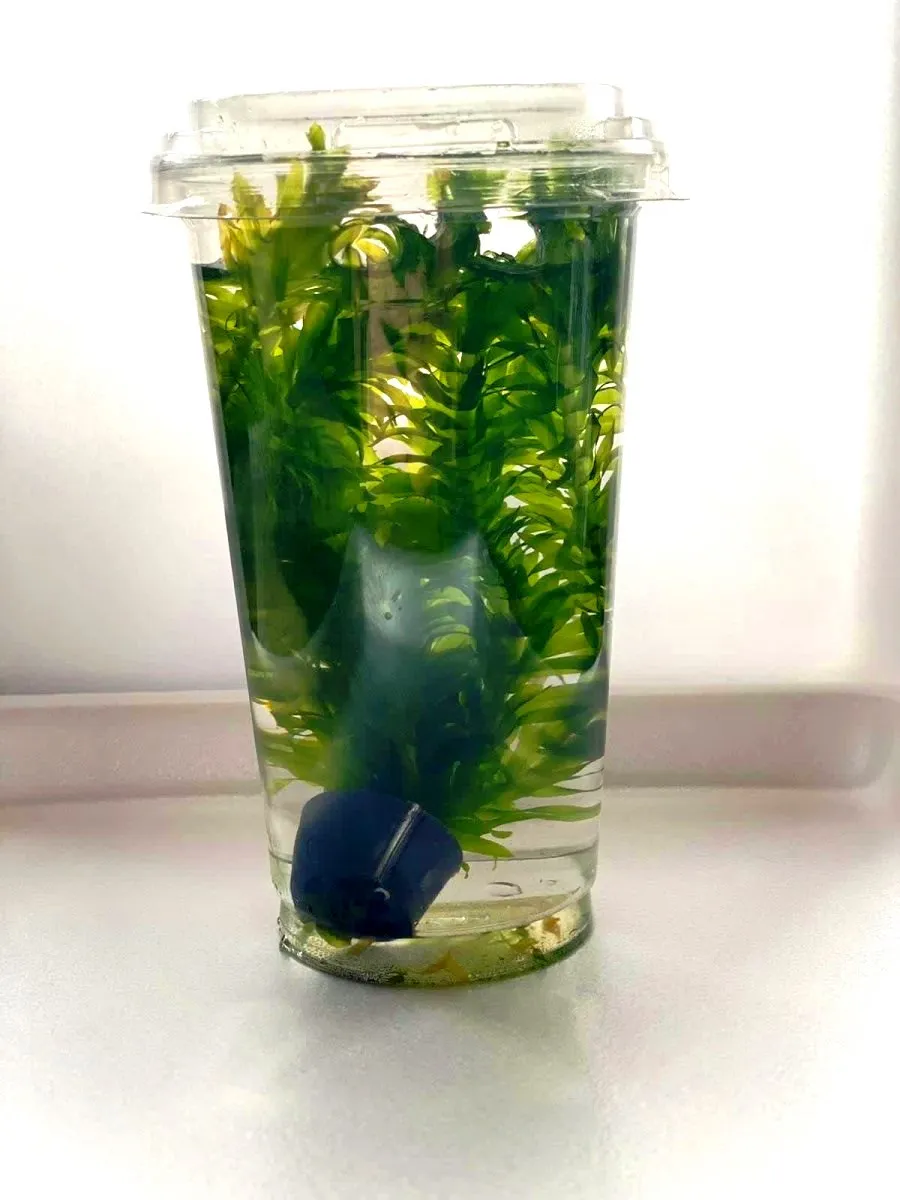 Egeria Densa (Elodea densa), in CUP - pianta rapida depurativa ossigenante per acquario o laghetto