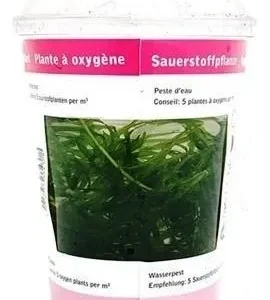 Elodea Canadensis in CUP - pianta rapida depurativa ossigenante per acquario o laghetto