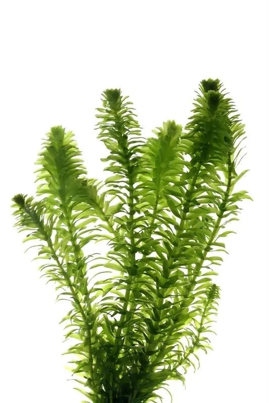 Elodea Canadensis in CUP - pianta rapida depurativa ossigenante per acquario o laghetto