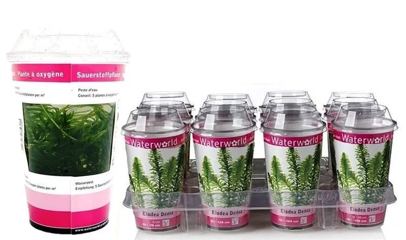 Elodea Canadensis in CUP - pianta rapida depurativa ossigenante per acquario o laghetto