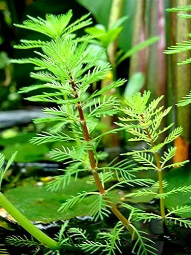 Myriophyllum Brasiliensis Red Stem - pianta rapida depurativa ossigenante per laghetto in vaso con terra