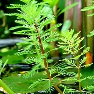 Myriophyllum Brasiliensis Red Stem - pianta rapida depurativa ossigenante per acquario - mazzetto