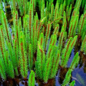 Hippuris Vulgaris - pianta palustre ossigenante depurativa di taglia piccola per laghetto