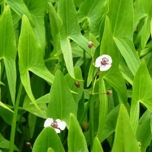 Sagittaria Sagittifolia - Erba Saetta - pianta palustre di taglia media per laghetto