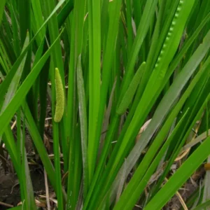 Acorus Calamus - Calamo Aromatico - pianta palustre di taglia media per laghetto