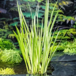 Acorus Calamus Variegatus - Calamo Aromatico Variegato - pianta palustre di taglia media per laghetto