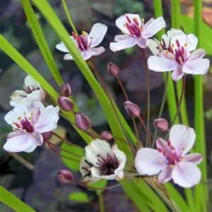 Butomus Umbellatus - Giunco Fiorito - pianta palustre di taglia media per laghetto