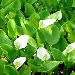 Calla Palustris - pianta palustre di taglia piccola dal fiore bianco per laghetto