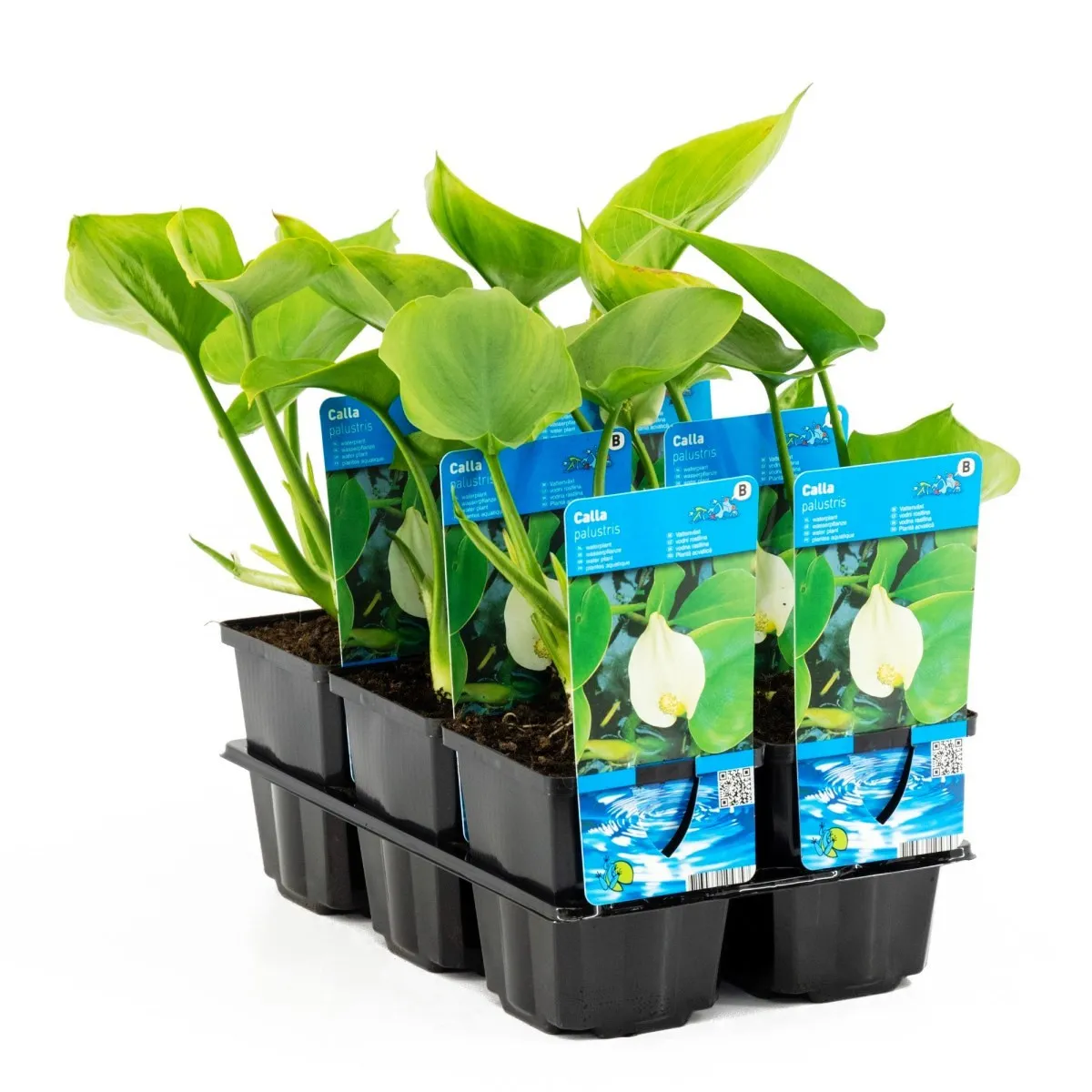 Calla Palustris - pianta palustre di taglia piccola dal fiore bianco per laghetto