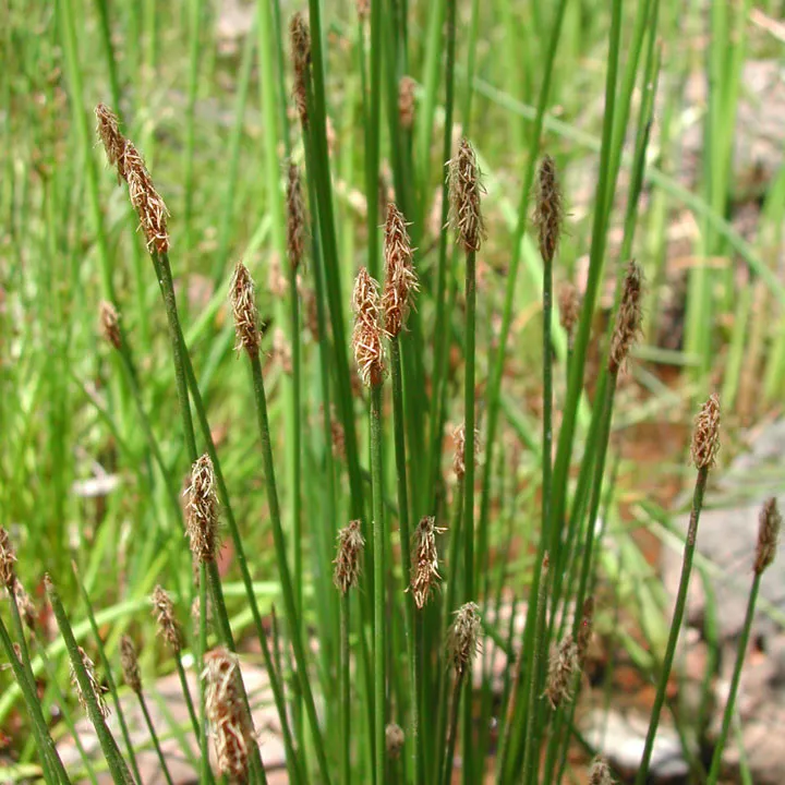 Eleocharis Palustris - Giunchina comune - pianta palustre di taglia media dal fiore a spiga per laghetto