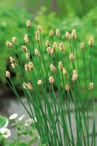 Eleocharis Palustris - Giunchina comune - pianta palustre di taglia media dal fiore a spiga per laghetto