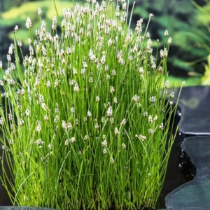 Eleocharis Palustris - Giunchina comune - pianta palustre di taglia media dal fiore a spiga per laghetto