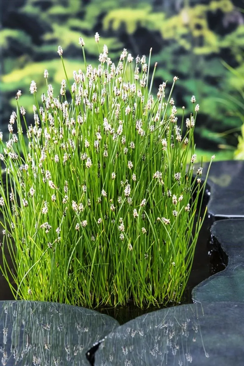 Eleocharis Palustris - Giunchina comune - pianta palustre di taglia media dal fiore a spiga per laghetto