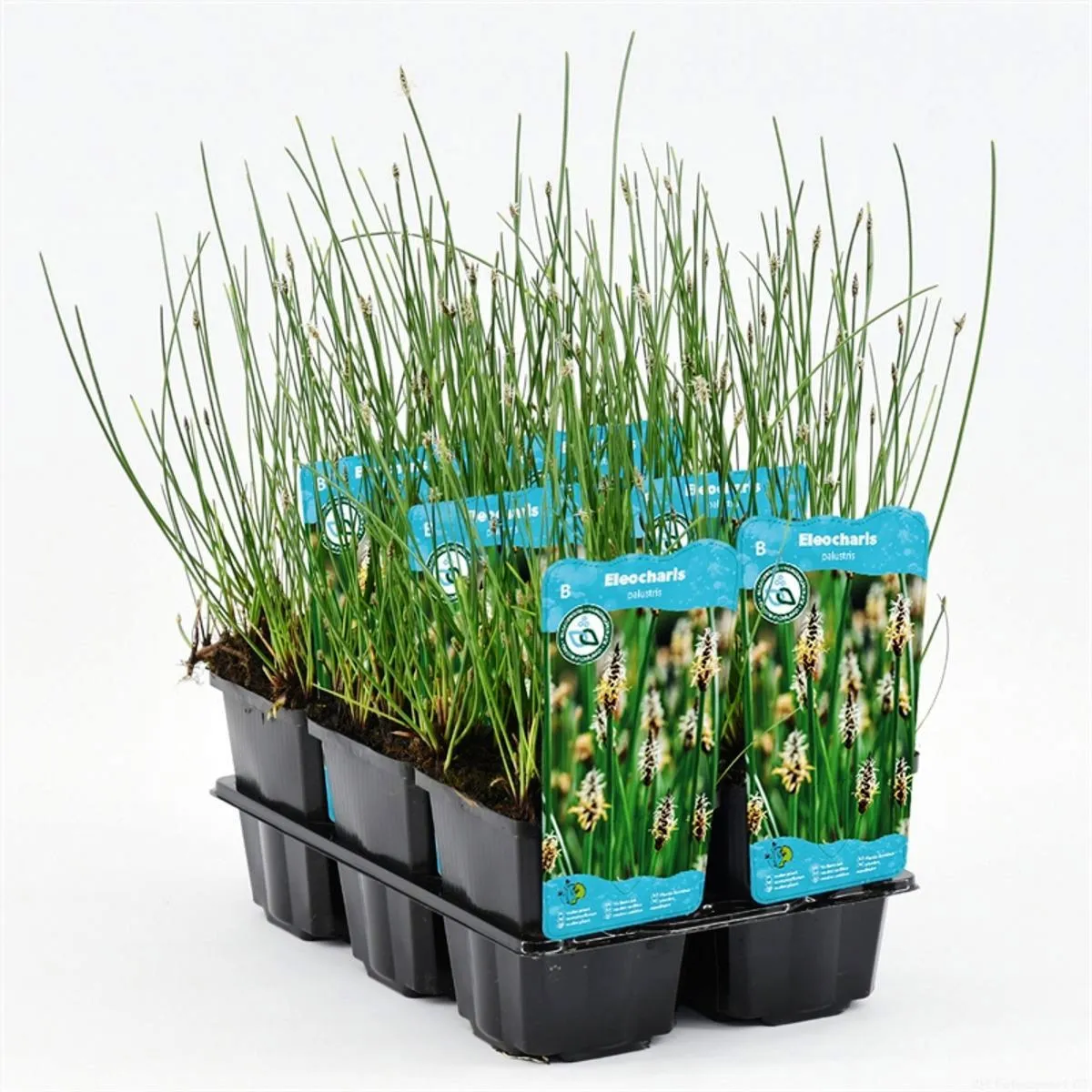 Eleocharis Palustris - Giunchina comune - pianta palustre di taglia media dal fiore a spiga per laghetto