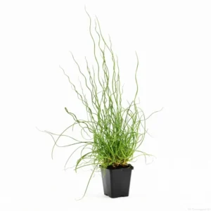 Juncus Effusus Spiralis - pianta palustre perenne di taglia piccola dal fiore a spiga per laghetto