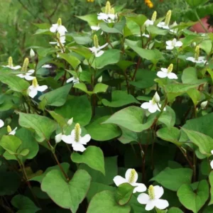 Houttuynia Cordata - pianta palustre perenne di taglia piccola dal fiore bianco per laghetto
