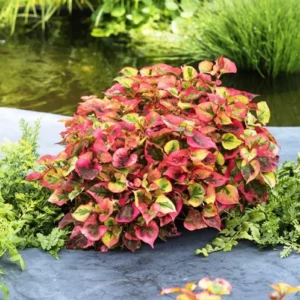 Houttuynia Cordata Chameleon - pianta palustre perenne di taglia piccola dal fiore bianco per laghetto