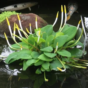 Orontium Aquaticum - pianta palustre perenne di taglia piccola dal fiore a clava bianco e giallo per laghetto