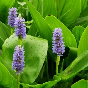 Pontederia Cordata - pianta palustre di taglia media dal fiore blu-violaceo per laghetto