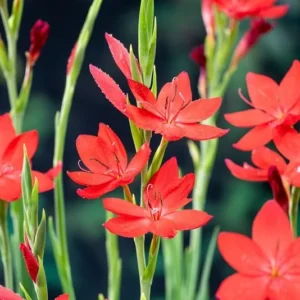 Schizostylis Coccinea Major - pianta palustre da terreno umido perenne di taglia piccola dal fiore rosso per laghetto