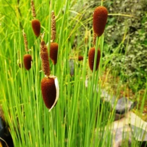 Typha Minima - pianta palustre di taglia media dal fiore marrone per laghetto