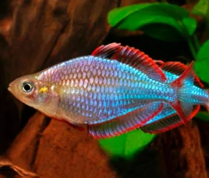 Melanotaenia Praecox - pesce arcobaleno nano 2-5 cm