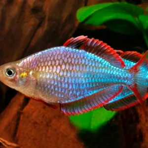 Melanotaenia Praecox - pesce arcobaleno nano 2-5 cm