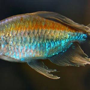 Phenacogrammus Interruptus  3-5 cm - Tetra del Congo - Tetra mille colori