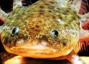 Ambystoma Mexicanum Green - Axolotl Green 6-10 cm