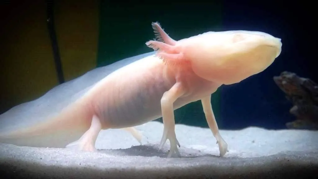 Ambystoma Mexicanum Pink Albino - Axolotl Rosa Albino 6-10 cm