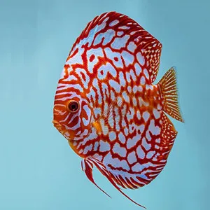 Symphysodon Discus Pigeon Red Checkerboard - Allevati in Germania - 5-7 cm