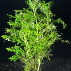 HYGROPHILA DIFFORMIS, pianta rapida depurativa