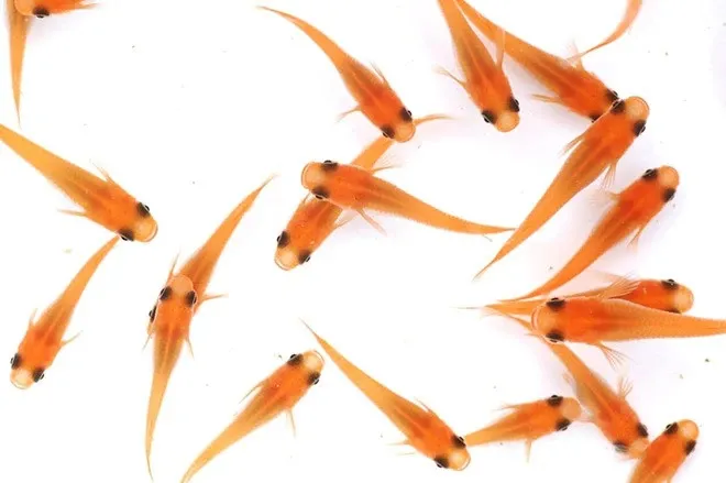 Medaka Oryzias Latipes Youkihi Orange 1,5-2 cm - pesce da branco resistente alle basse temperature