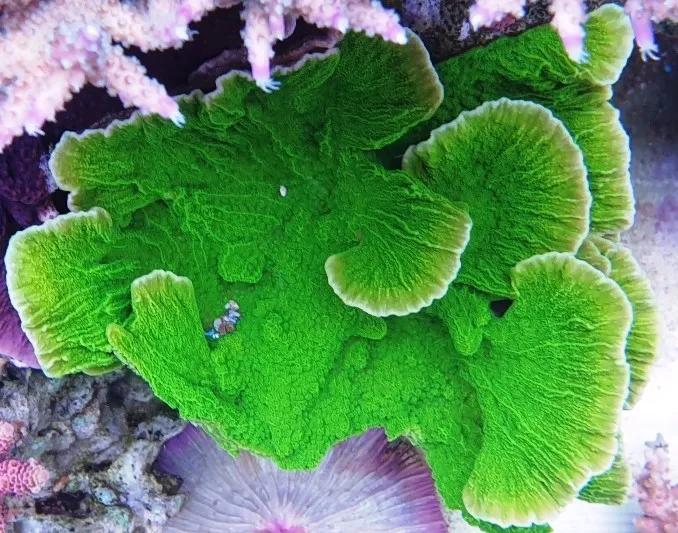 Montipora Foliosa Green - Coralo duro SPS 6-10 cm