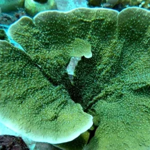 Montipora Foliosa Green - Coralo duro SPS 6-10 cm