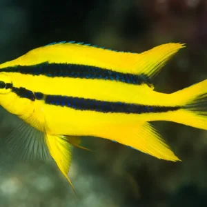 Neoglyphidodon Nigroris - Damigella di Behn - Chromis nero e oro