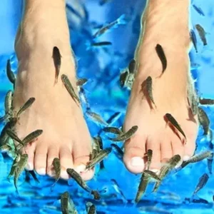 500 Garra Rufa per Fish Therapy - pesci dottore 500 pz x pedicure e manicure 3-5 cm