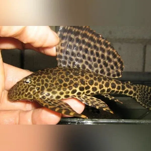 Pterygoplichthys Gibbiceps Leopard Pleco 20-25 cm pulitori da vetro XL